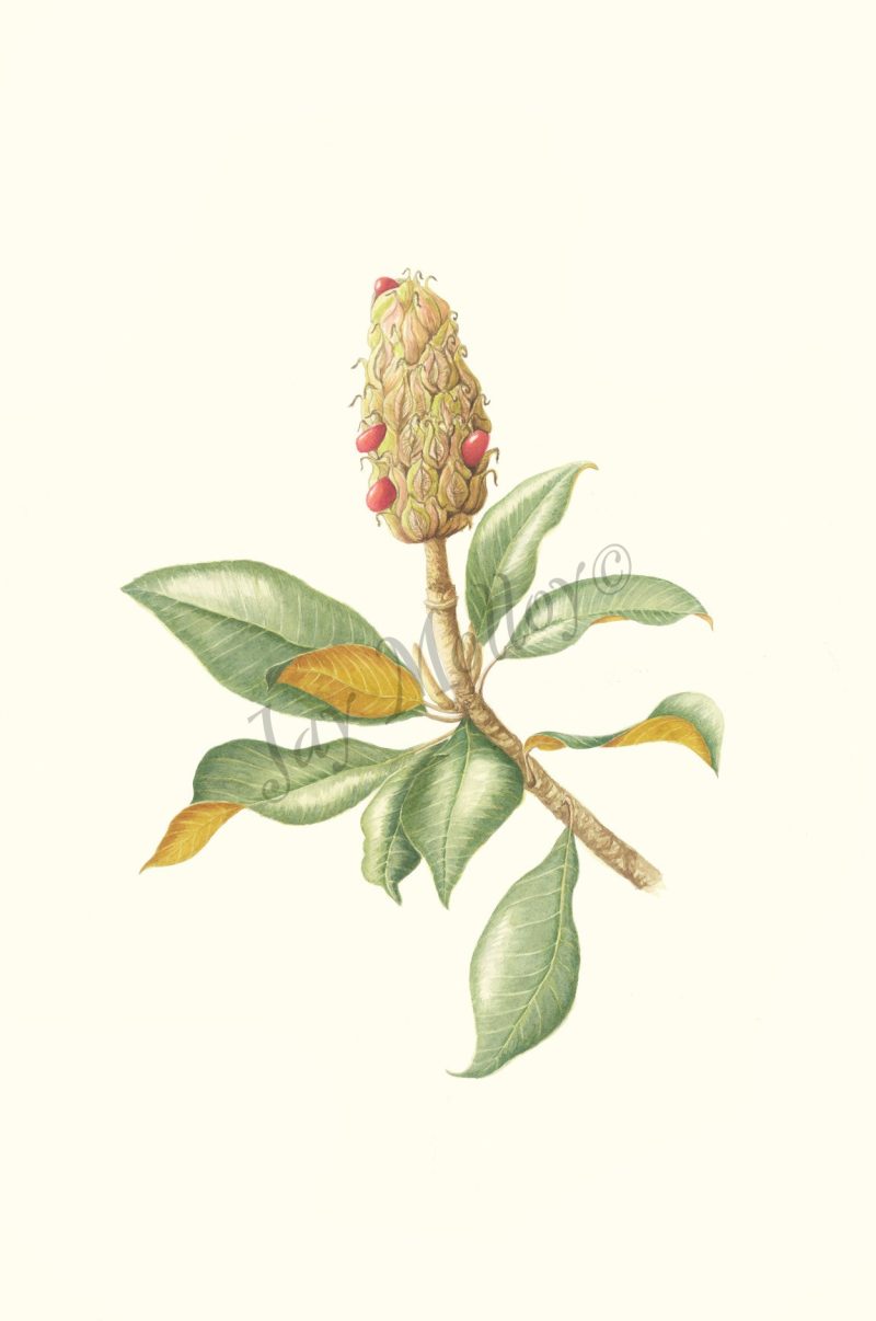 Magnolia Grandaflora